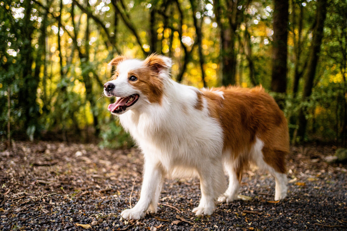 A long-haired collie in the forest at golden hour