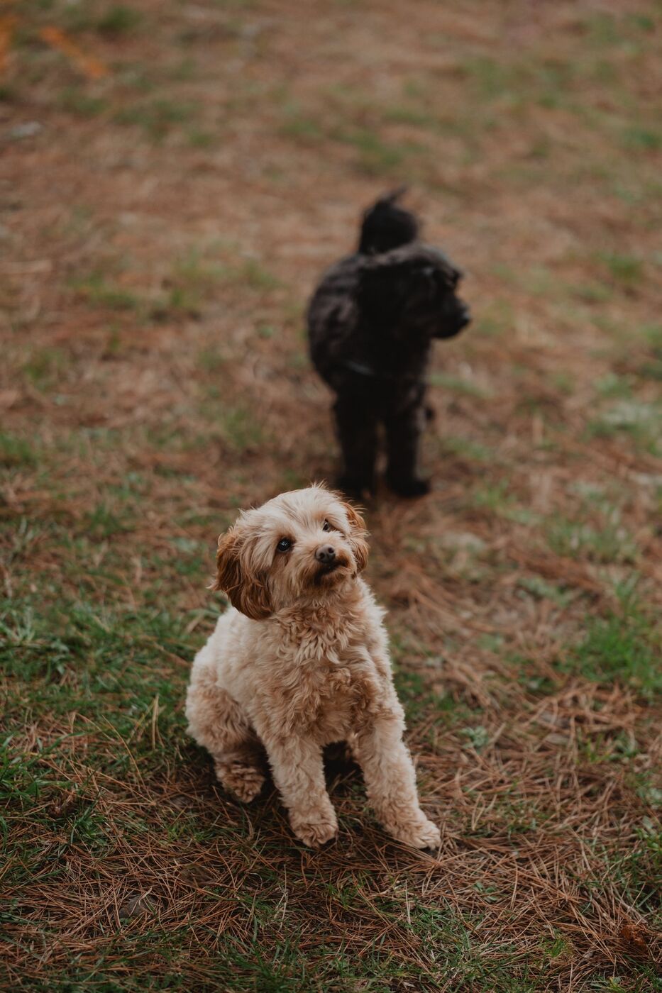 Two small dogs on a grassy slope