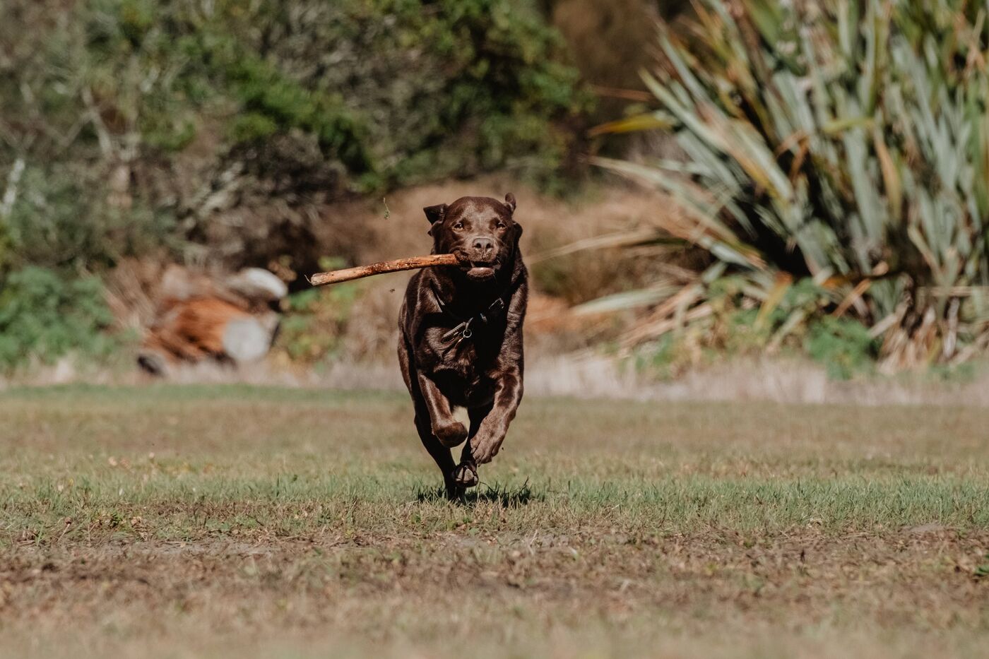 A dog running with a stick in its mouth