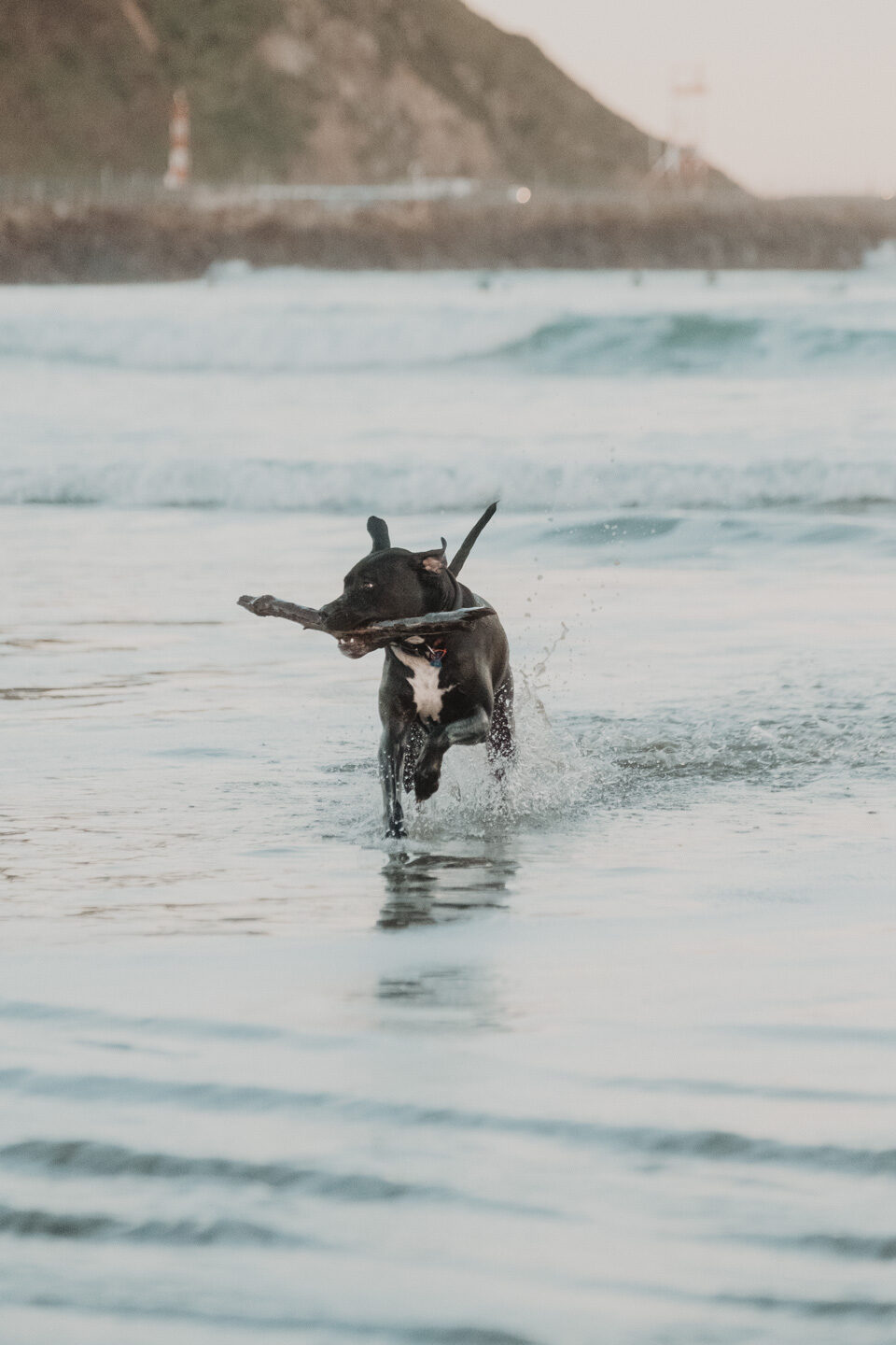 A dog splashing through shallow water with a stick